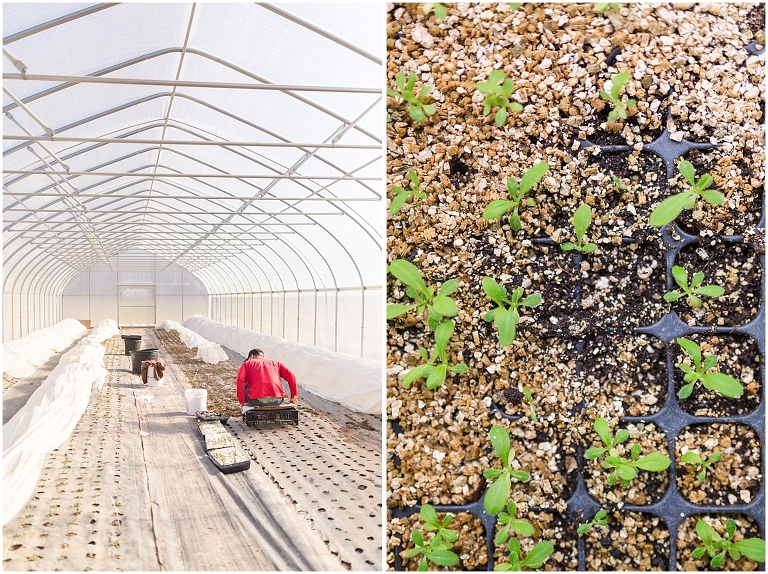 Harmony Harvest Farm has 7 high tunnels filled with flowers